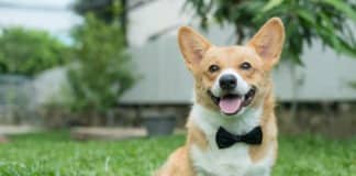 The lowdown on pets at weddings – and the cost