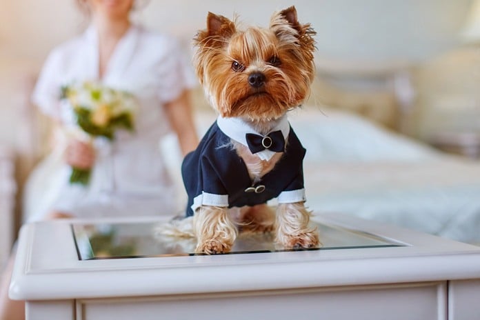 The lowdown on pets at weddings – and the cost